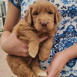 Penny - Caramel red female Labradoodle puppy in Apache Junction, Arizona from Loving Doodle