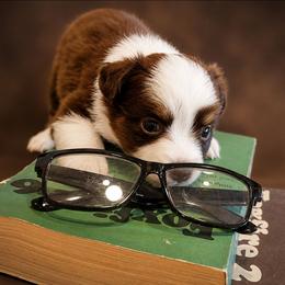 Penelope - Red tri female Miniature Australian Shepherd puppy in Macomb, Missouri from Faunus Farms and Aussies