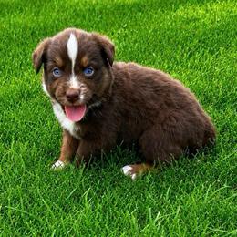 Sunny - Red tri-color male Australian Shepherd puppy in Howardsville, Virginia from Spectacular Aussies and Cavaliers