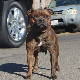 Boulder - Staffordshire Bull Terrier