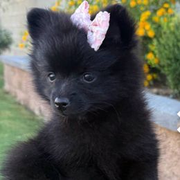 Minnie - Black female Pomeranian puppy in Los Angeles, Santa Clarita, California from LT_Poms