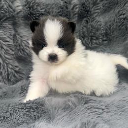 Saphire blue - Blue parti female Pomeranian puppy in Wagner, South Dakota from Lisas Pomeranians