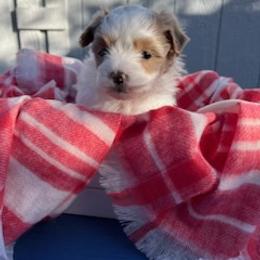 Maltese, Maltipoo, and Poodle Puppies from MountCarmelPuppies