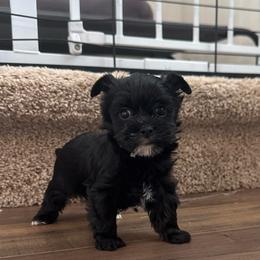 Nova - Black and tan female Yorkshire Terrier puppy in Knoxville, Tennessee from Rainbow Bliss Yorkies