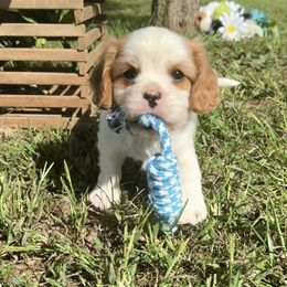 Boy 2 - Blenheim male Cavalier King Charles Spaniel puppy in Houston, Missouri from Puppy PlayPen