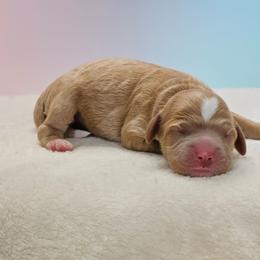 Nola - Red and white female Cockapoo puppy in Louisburg, North Carolina from Raven Oak's Shepherds & Dachshunds