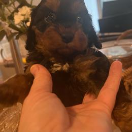 Juliette - Green - Black and tan female Cavapoo puppy in Fairmont, West Virginia from Robin Nelson