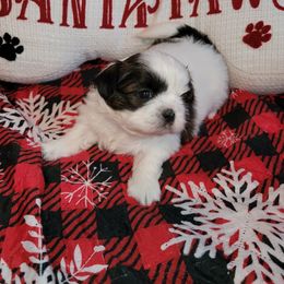 Girl 2 - Tricolor female Shih Tzu puppy in Wooster, Ohio from Mending Hearts Shih Tzu's