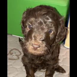 Dolly - Brown female Bernedoodle puppy in Williston, Florida from Tera Caldwell