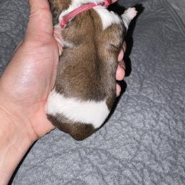 Pink - Gold and white female Shih Tzu puppy in Eunice, Louisiana from 4J's Cajun Kennels