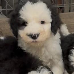 Pixie - Black and white female Sheepadoodle puppy in Joelton, Tennessee from PC Pampered Parti's
