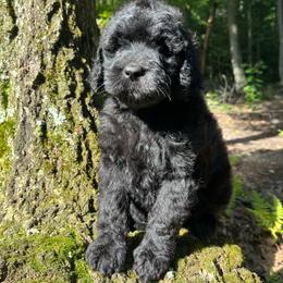 Raisin - Black female Goldendoodle puppy in New Ringgold, Pennsylvania from Hawk Mountain Doodles