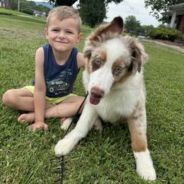 Australian Shepherd All Grown Up from Kickin K Aussies - NC