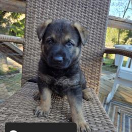 Graceson - Sable male German Shepherd puppy in Cave City, Arkansas from Bayou Valley Shepherds and American Hunt Terriers