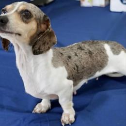 Queenie - Dachshund