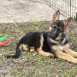 German Shepherd Puppies from Vom Furstenhund