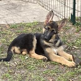 German Shepherd Puppies from Vom Furstenhund