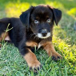 AnW - Black tri male Miniature Australian Shepherd puppy in Lincoln, California from Country Dreams Mini Aussies