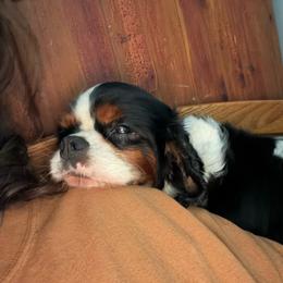 Clover - Cavalier King Charles Spaniel
