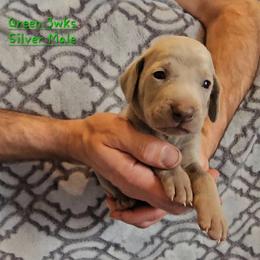 Green Collar - Silver gray male Weimaraner puppy in Indiana from So-IN Weimaraner's