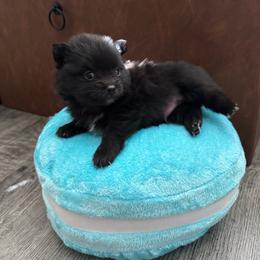 Mickey - Black parti male Pomeranian puppy in Yukon, Oklahoma from Rae of Sunshine Poms