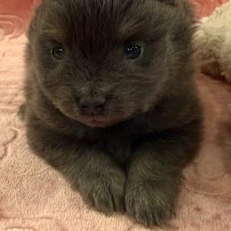 Pink - Wolf sable female Pomeranian puppy in Apollo Beach, Florida from Sherlock’s Poms