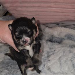 Hecate - Black and tan female Pomeranian puppy in Angleton, Texas from Pomeranian Palace, LLC