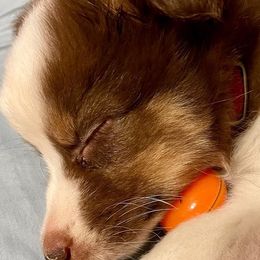 Miniature Australian Shepherds and Toy Australian Shepherds from Rust Farm
