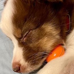 Miniature Australian Shepherds and Toy Australian Shepherds from Rust Farm