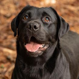 Labrador Retrievers from Queen City Labradors