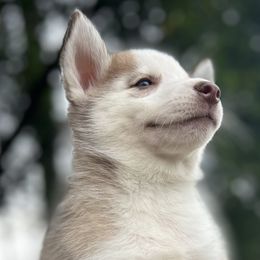 Lola - Brown and white Siberian Husky puppy in Kingstree, South Carolina from FurryPawKennel