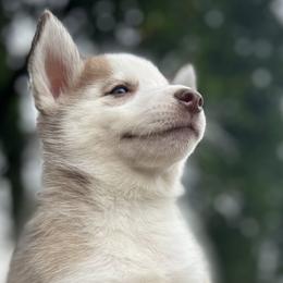 Lola - Brown and white Siberian Husky puppy in Kingstree, South Carolina from FurryPawKennel