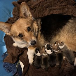 Kora - Black and tan female Pembroke Welsh Corgi puppy in Helmville, Montana from Calie’s Corgis