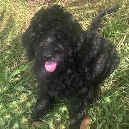 Nox - Black female Poodle puppy in Kapaa, Hawaii from Kauai Poodles