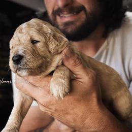 Goldendoodle Puppies from Wildflower Doodles