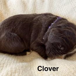 Clover - White and brown female Newfoundland puppy in Goodhue, Minnesota from Claypits Newfoundlands