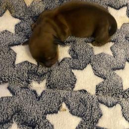 Dachshund Puppies from KS FUREVER MINI DOXIES
