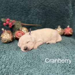 Cranberry - Light golden female Golden Retriever puppy in Conroe, Texas from Tails of Cypress