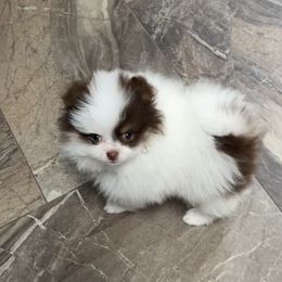 Pomeranian Puppies from Heartlove Poms