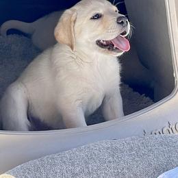 Labrador Retriever Puppies from Sula Peak Water Dogs LLC