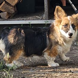 Tempy - Pembroke Welsh Corgi