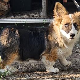 Tempy - Pembroke Welsh Corgi