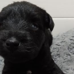 Jet Black - Miniature Schnauzer puppy from Schnauzer Affinity