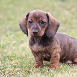 Dachshund Puppies from Mom's Dachshunds