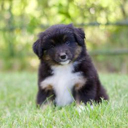 Btm - Black tri male Miniature American Shepherd puppy in Stephenville, Texas from Diamond H Aussies