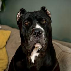 Karma - Molosser (Bully x)