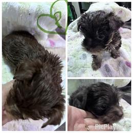 Chocolate boy green - Tan and white male Yorkshire Terrier puppy in Tulsa, Oklahoma from Yorker Puppy Palace