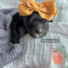 Rihanna - female Cavapoochon puppy in Bullard, Texas from Cavapoochon Central LLC
