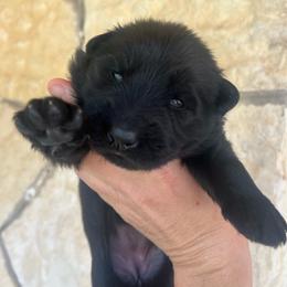 Penny - Black female German Shepherd puppy in Boerne, Texas from Sudenblick German Shepherds