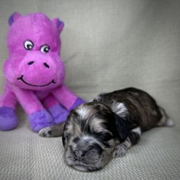 Sierra - Merle female Cockapoo puppy in Placerville, California from Rpuppies